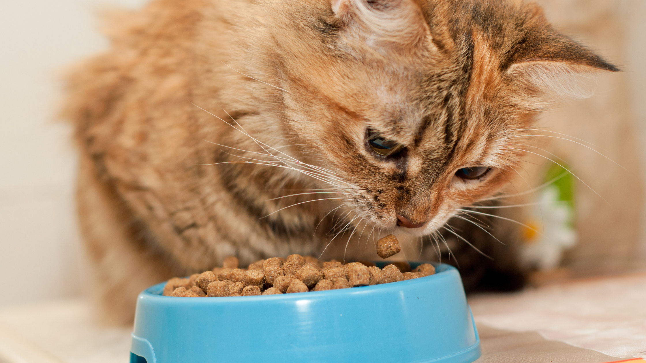 Meeting the Cat Dietary Needs in Thailand Lazy Cat Hotel