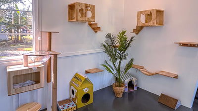 Cat-Friendly Space: How To Create a Place of Happiness for your Cat
