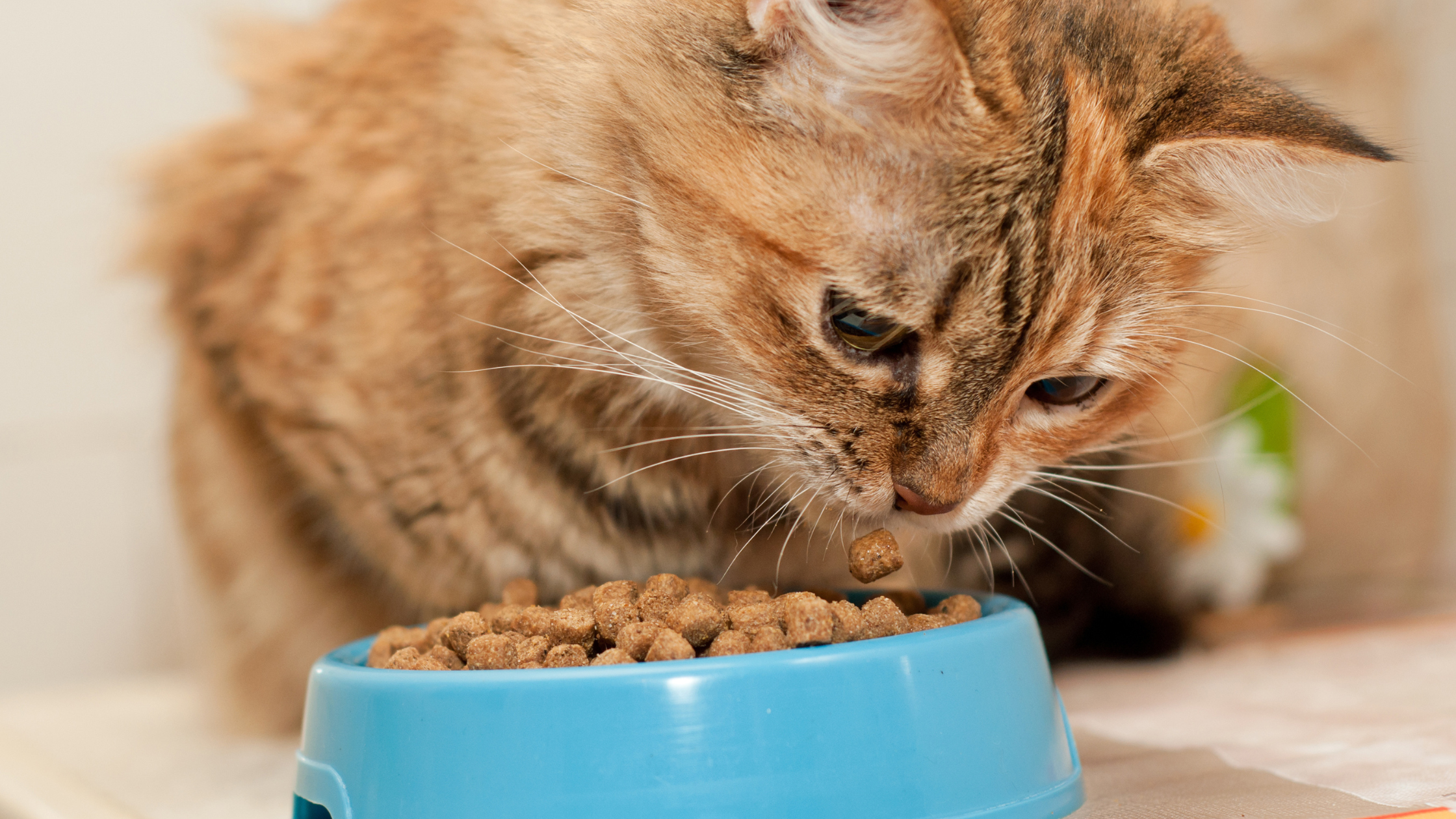 Meeting the Cat Dietary Needs in Thailand: A Guide for Optimal Feline Health
