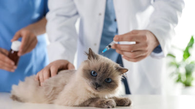 a kitty at the vet for cat vaccination schedule