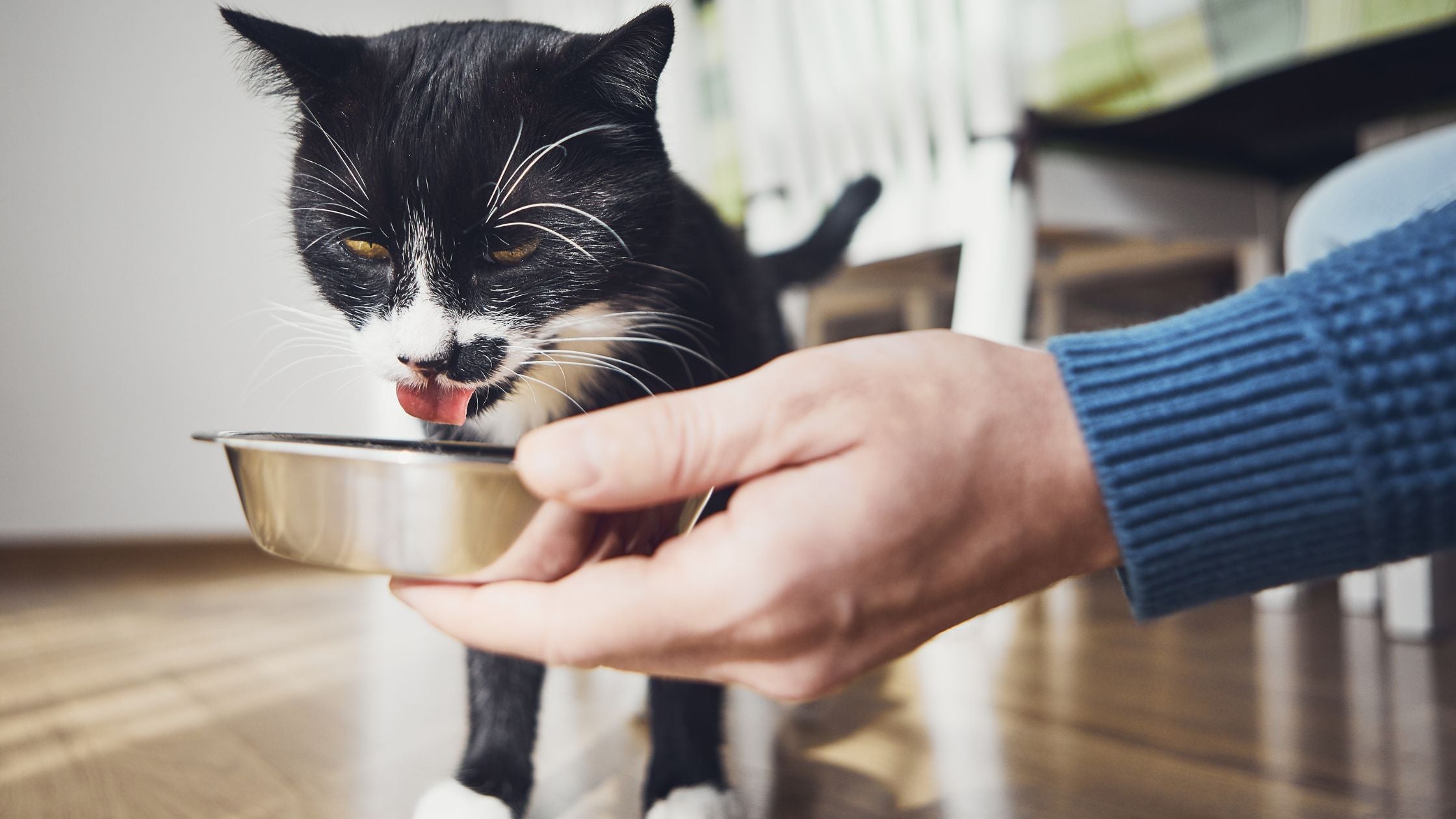 Choosing the Best Cat Food: A Beginer's Guide