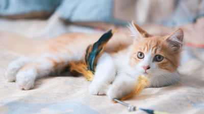 Choosing the Right Toys for Your Cat: A Comprehensive Guide
