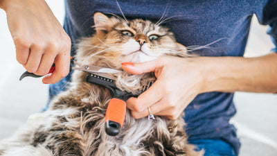 Dealing with Matting: How to Groom Cats with Tangled Fur
