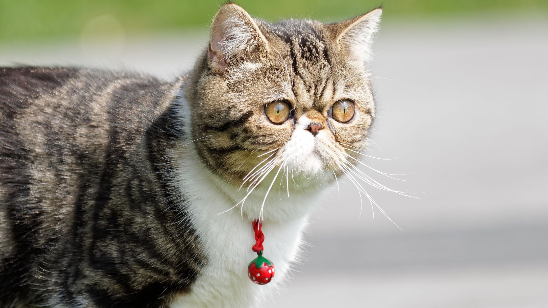 Discover the Exotic Shorthair: A Persian in a Sleek Coat