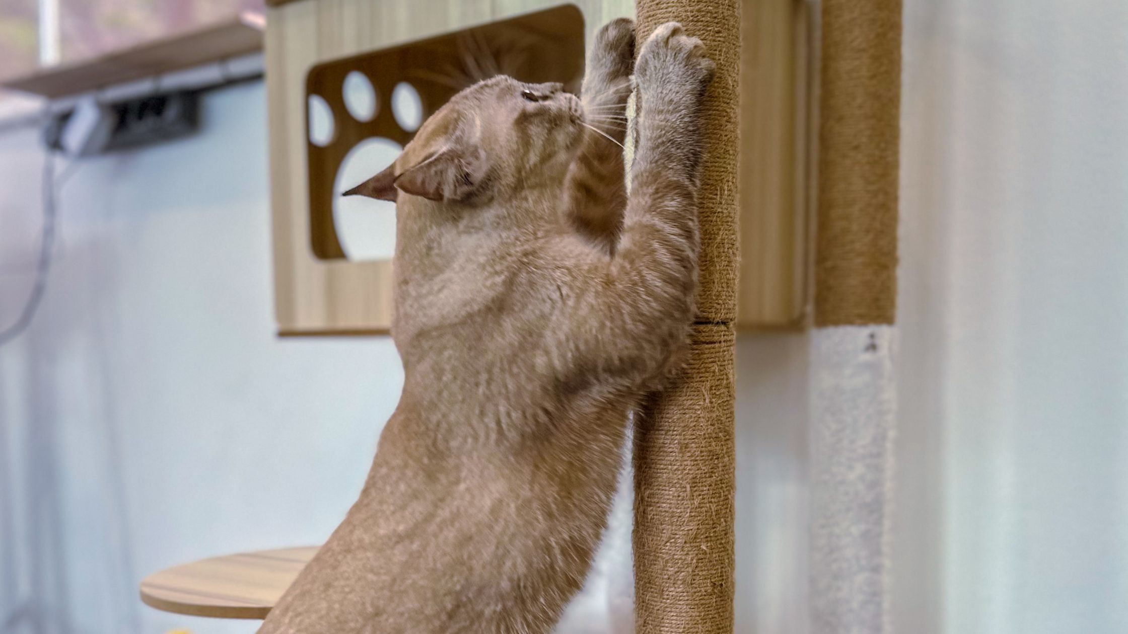 How to Keep Your Cat Engaged: Rotating and Refreshing Their Toy Collection