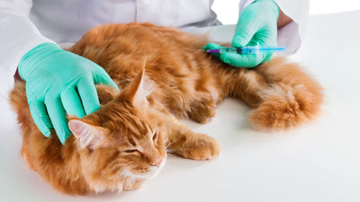 Indoor Cat Vaccinations: A Vital Component of Cat Healthcare