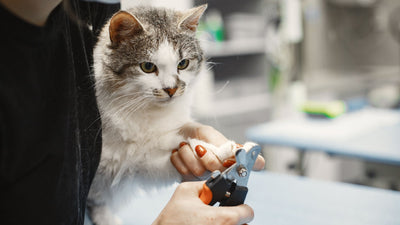 5 Common Mistakes in Cat Grooming and How to Avoid Them