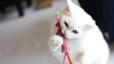 Benefits of Regular Play for Cats