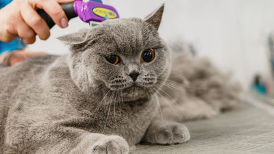 The Ultimate Guide to Cat Grooming: Tips and Techniques