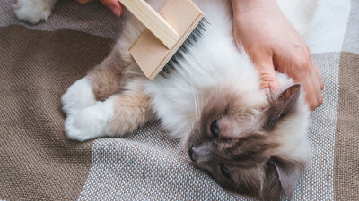 Understanding Your Cat's Coat: Types and Grooming Needs