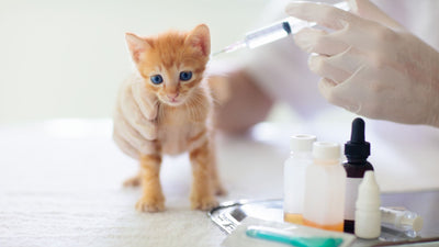Vaccination for Kittens