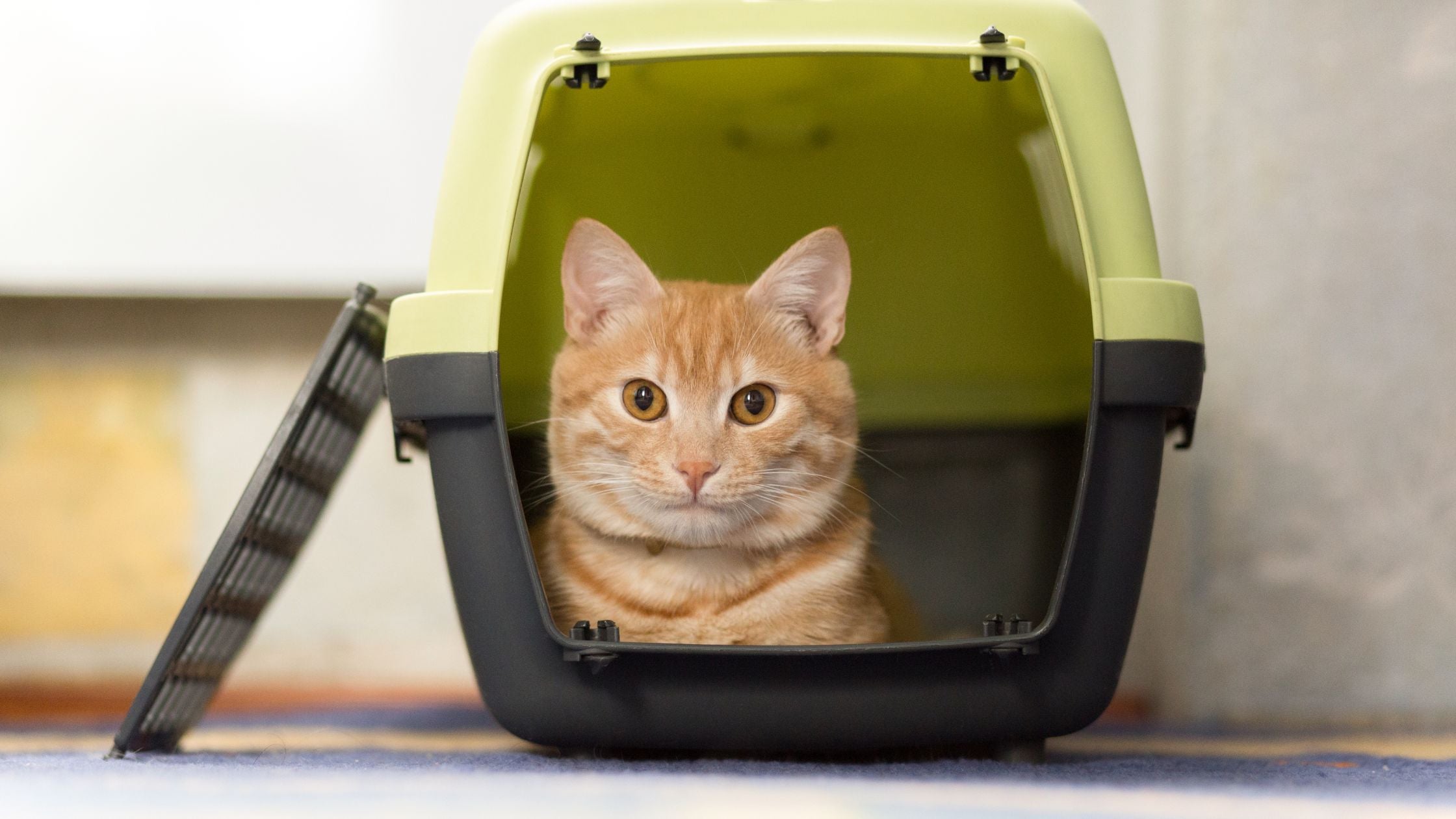 The Ultimate Cat Hotel Checklist: What to Pack for Your Cat