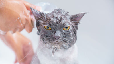Bathing Your Cat: Necessary or Not?