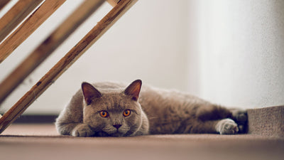 British Shorthair: Breed Overview