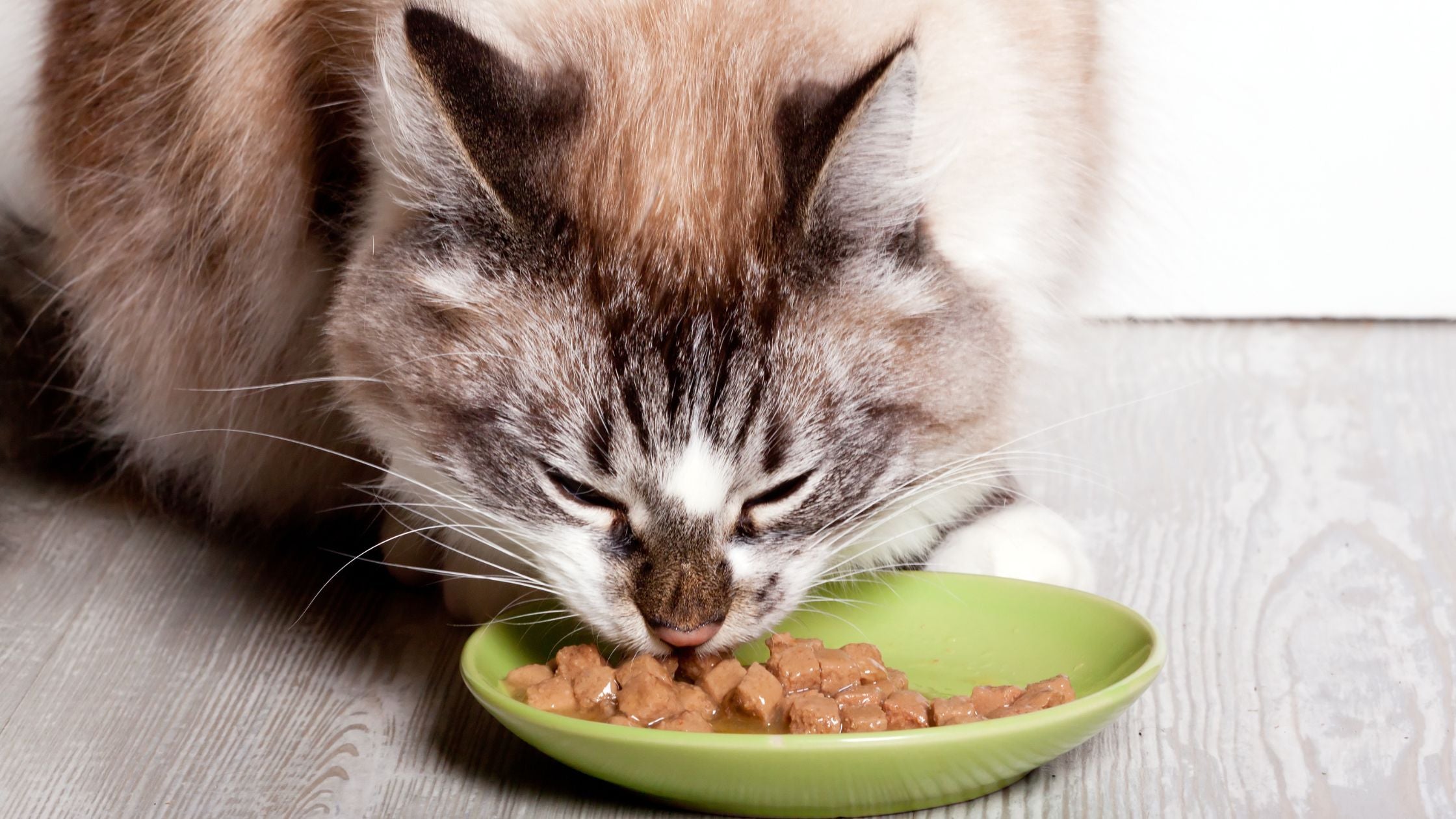 Creating a Balanced Diet for Your Cat