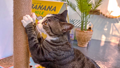 Interactive Cat Toys and Their Benefits