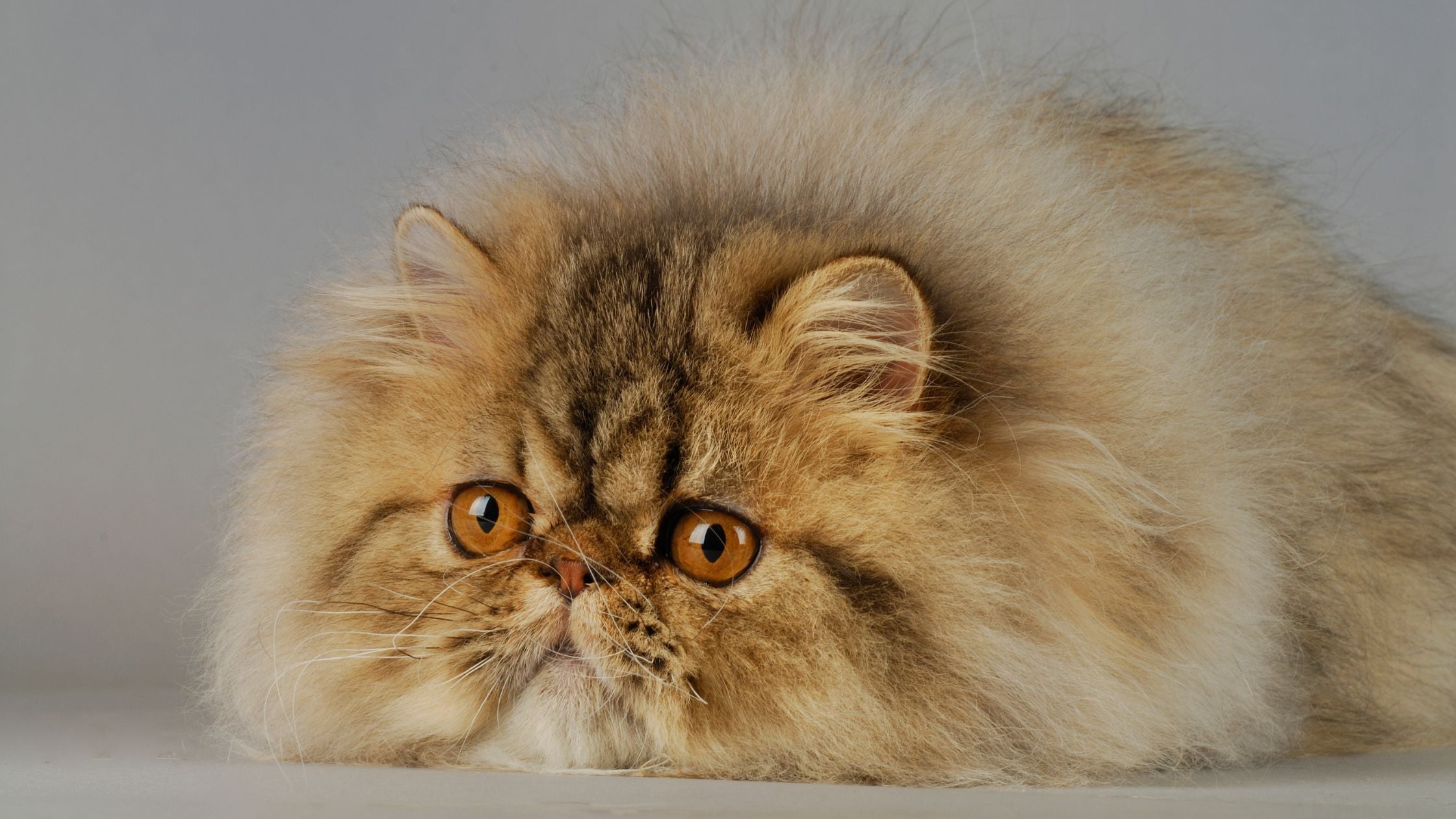 Discovering the Persian Cat: Breed Overview