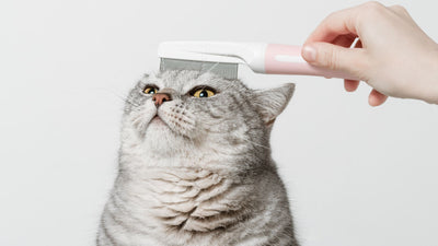 The Benefits of Regular Cat Grooming: More Than Just Looks