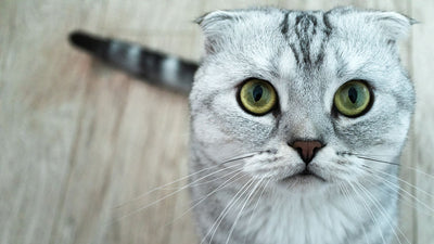 Scottish Fold Cat: Breed Overview