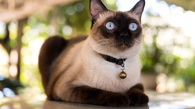 Siamese Cat: Breed Overview
