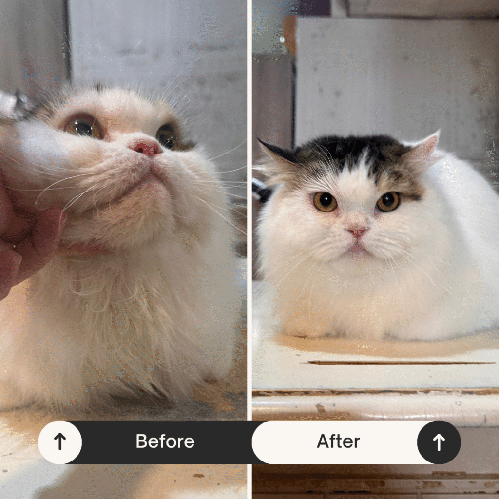 cat shower before after