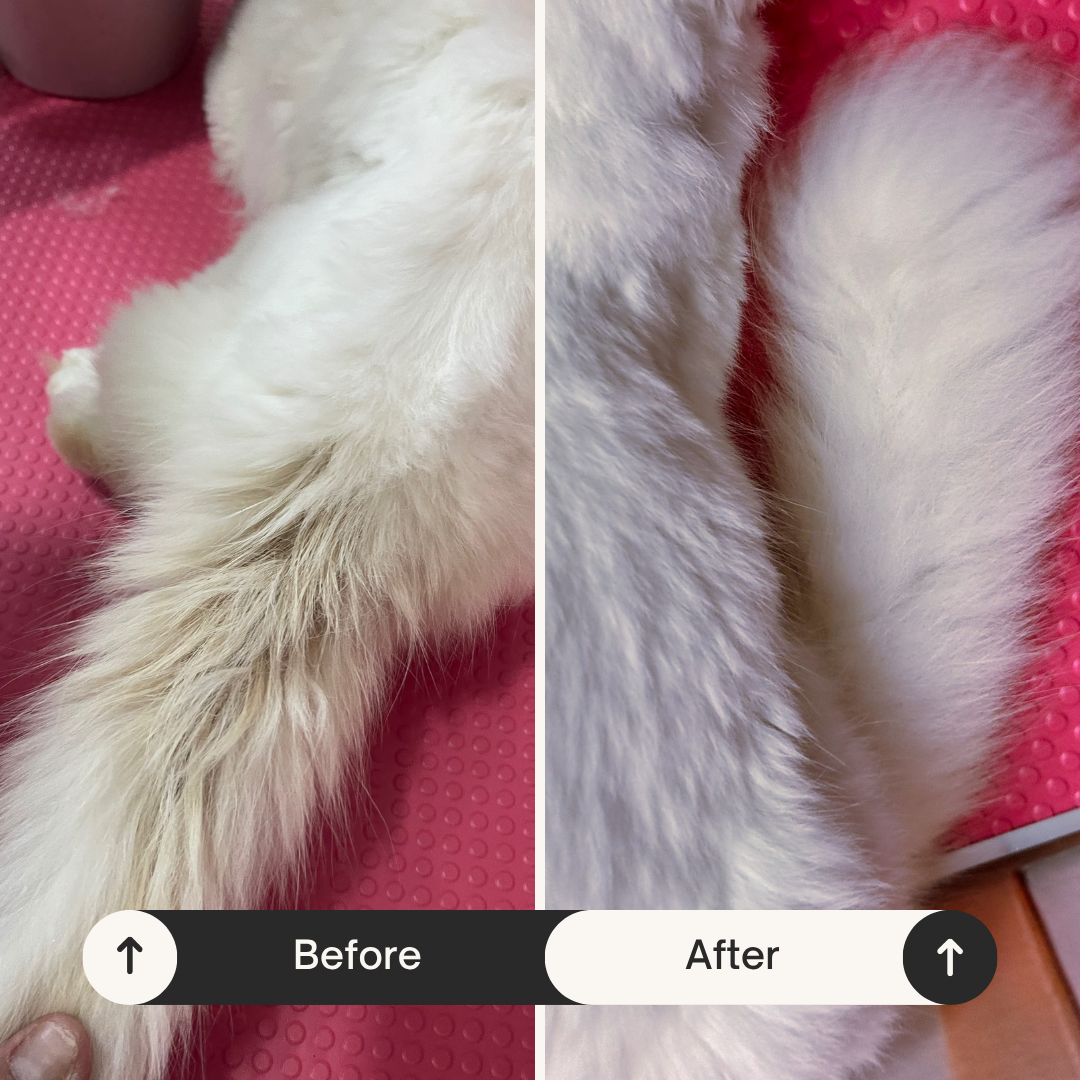 cat stud tail before after
