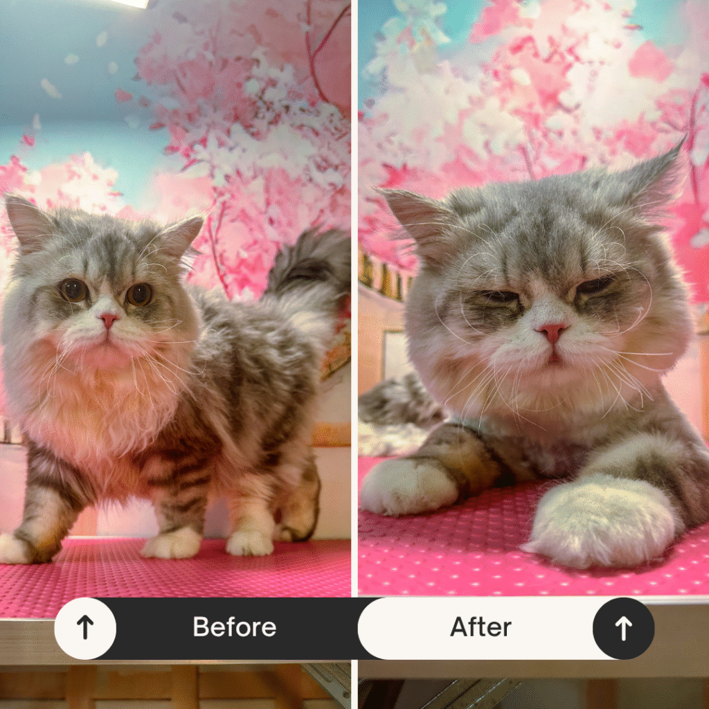 cat teddy bear haircut before after