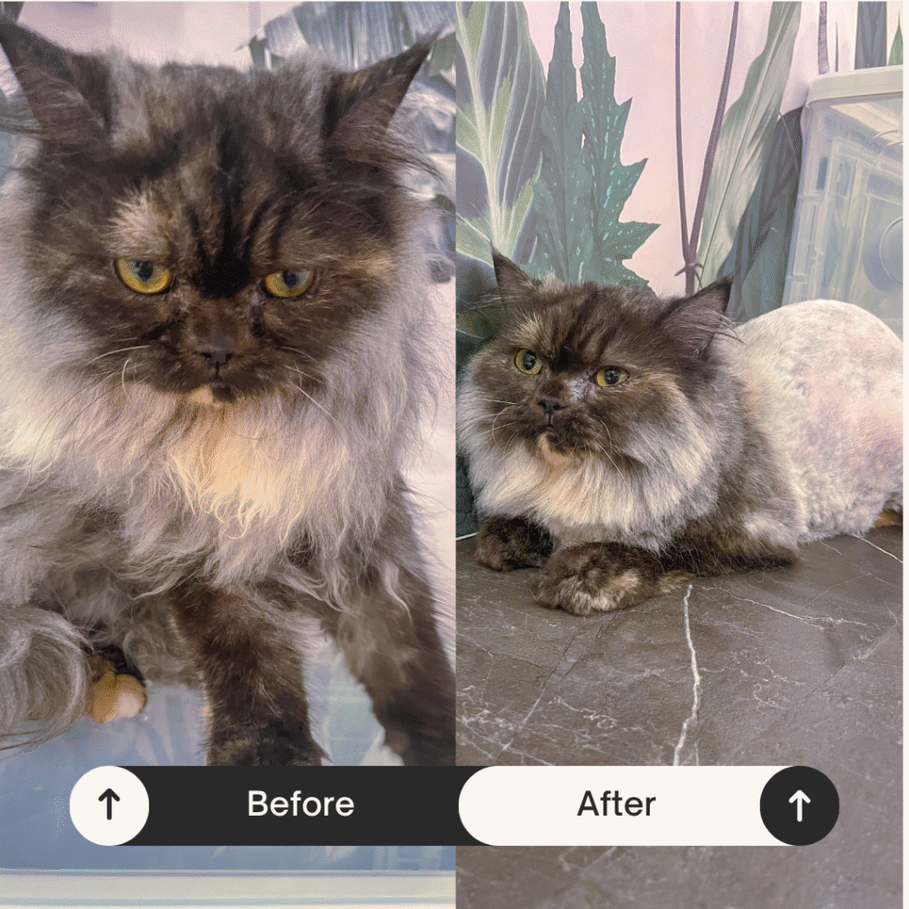 Curated visual reference: Gallery Detail: Cat Grooming Prices Phuket
