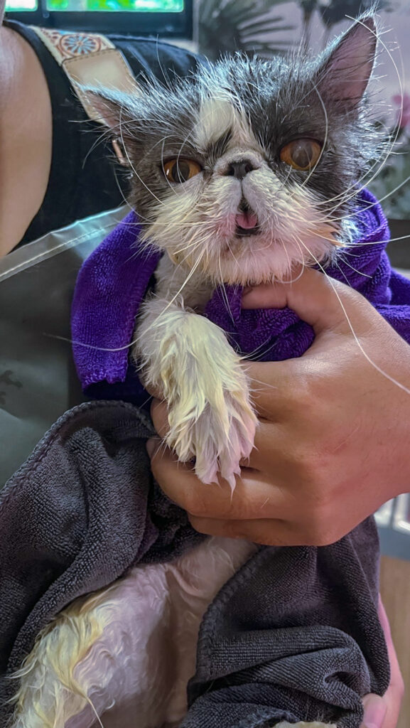 persian cat shower