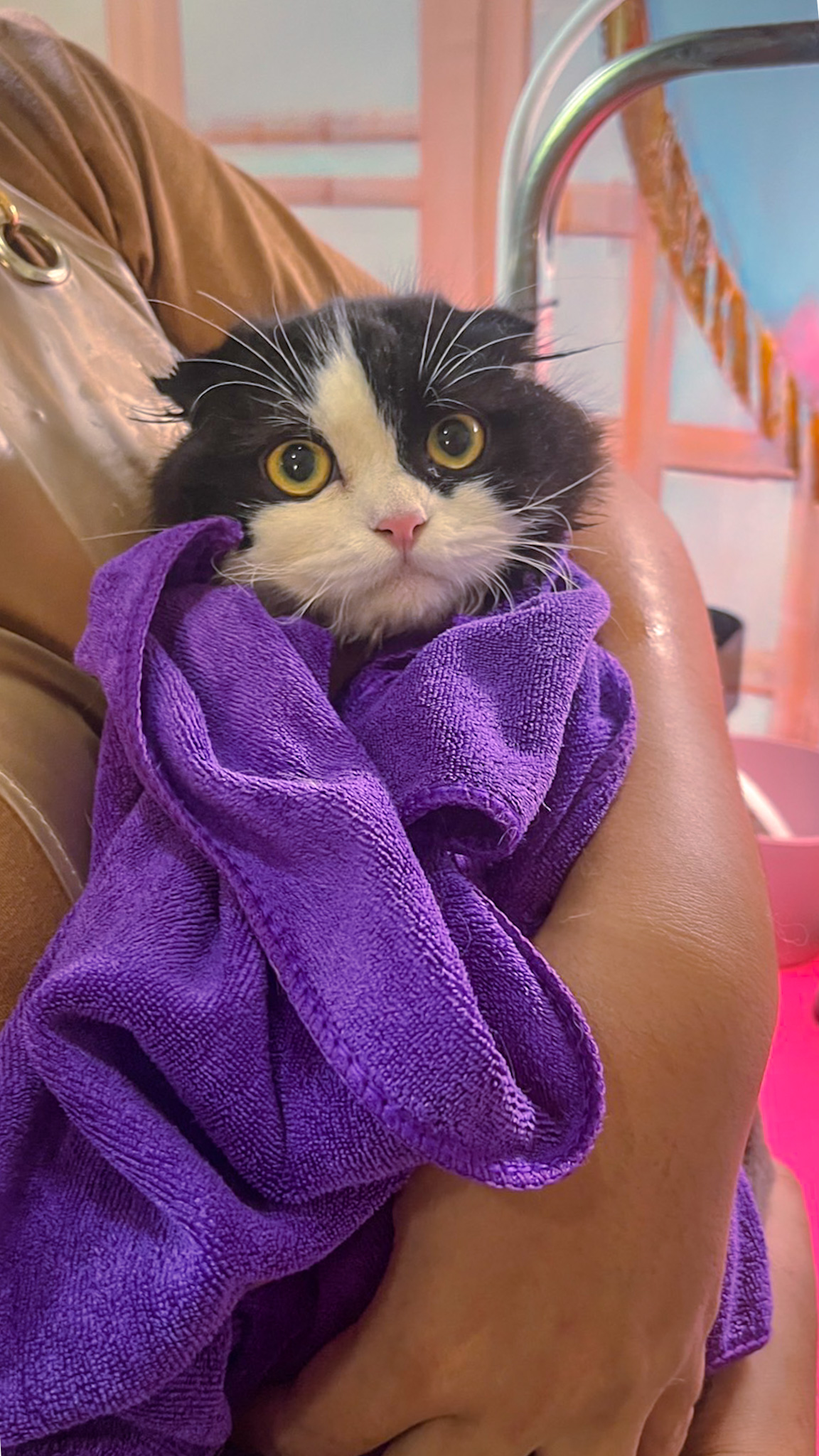 cat grooming phuket