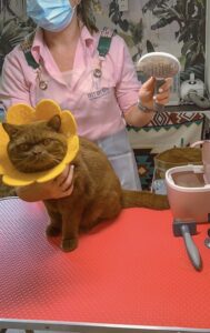 british shorthair breed