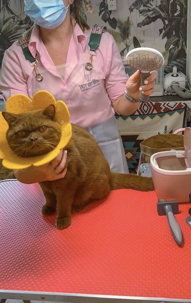 british shorthair breed