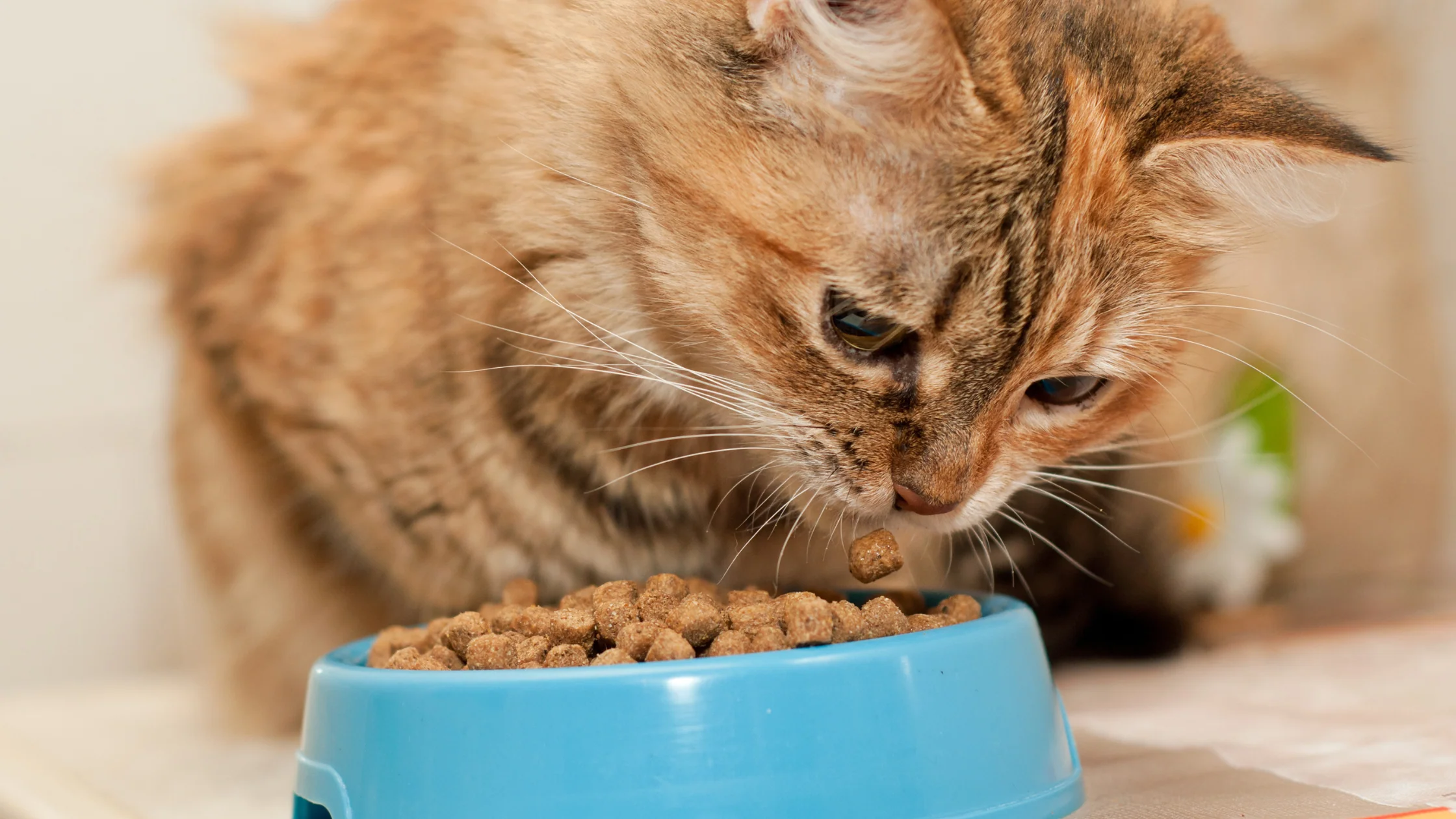 Cat_Dietary_Needs