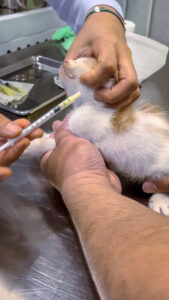 kitten vaccination