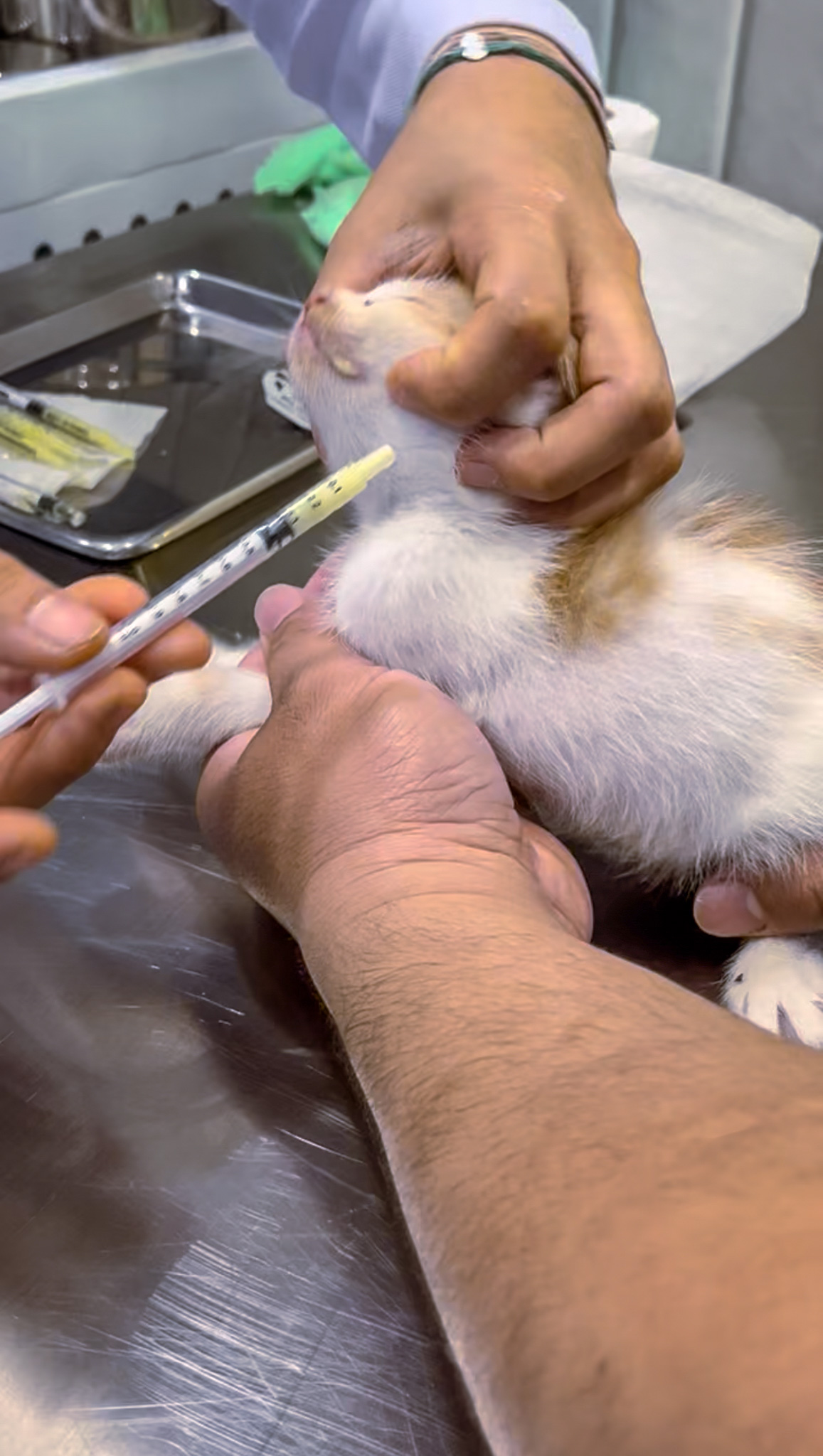 kitten vaccination