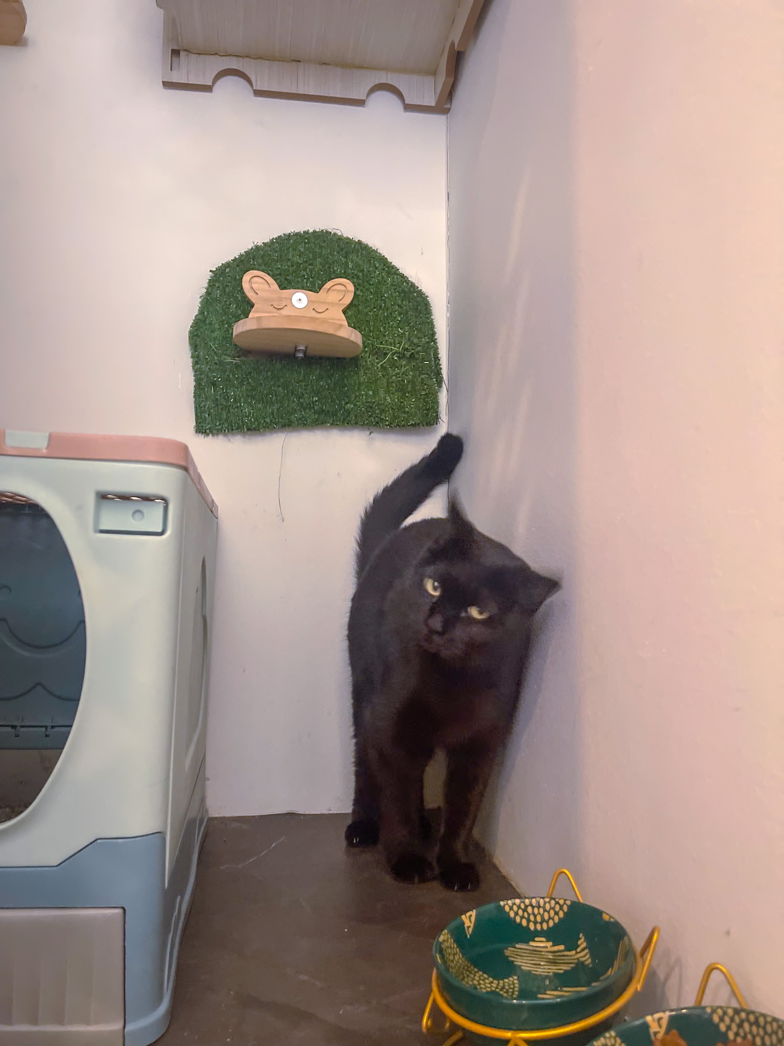 cat body language