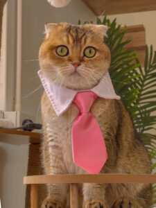 scottish fold