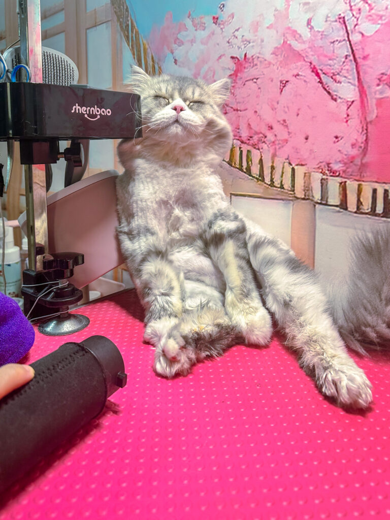 zeno cat grooming