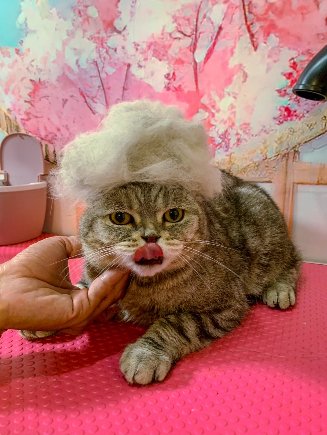 cat deshedding