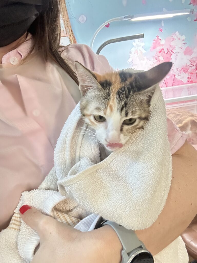cat grooming mistakes to avoid