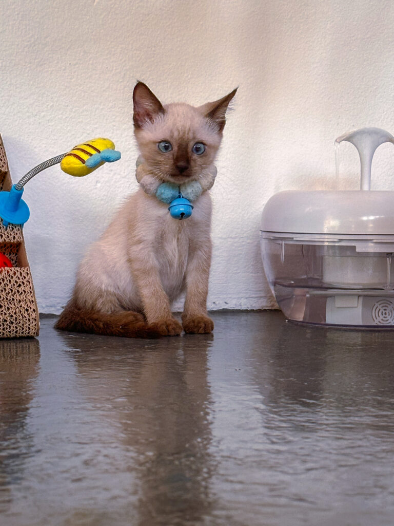 cat drinking water