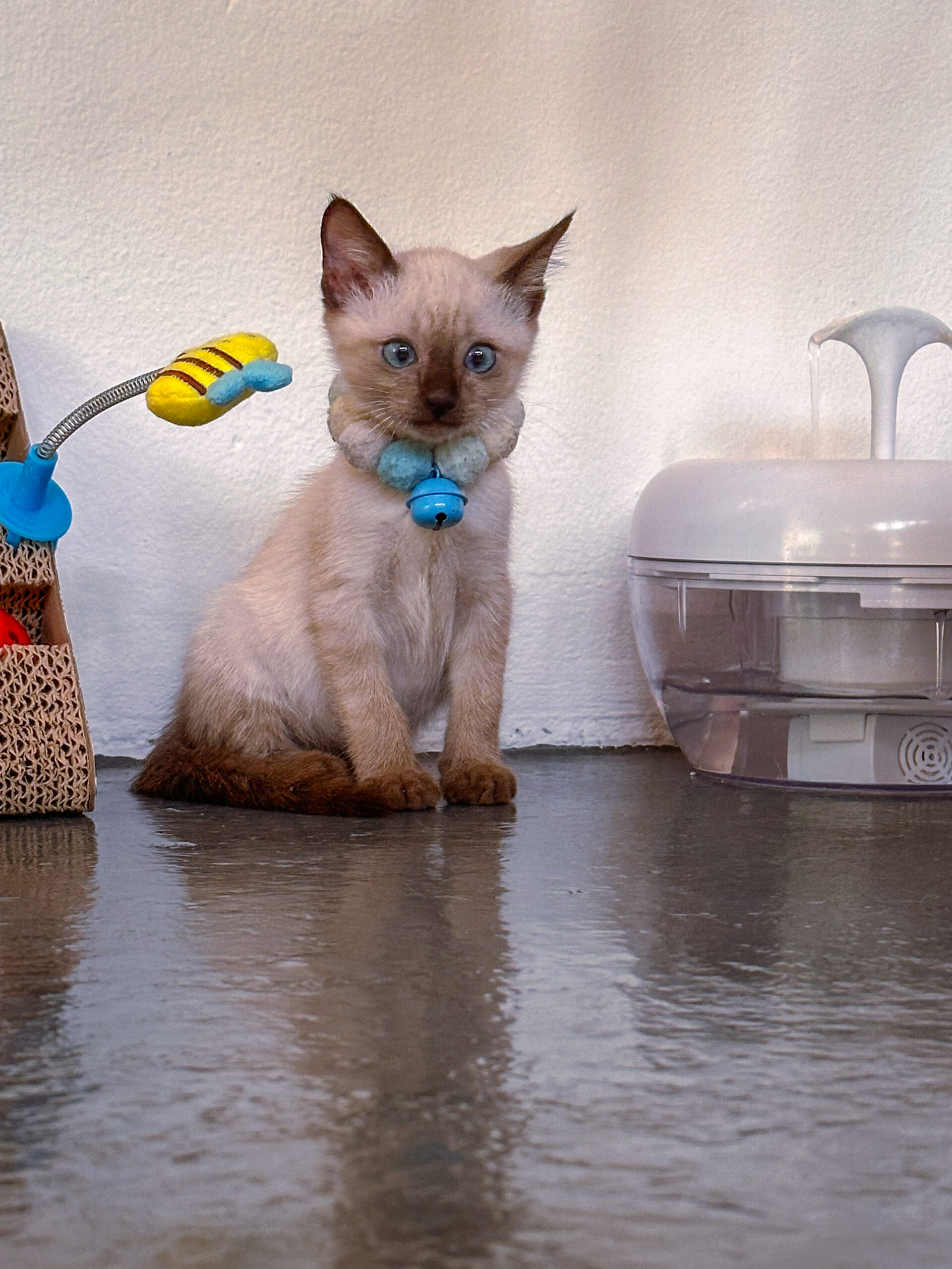 cat drinking water