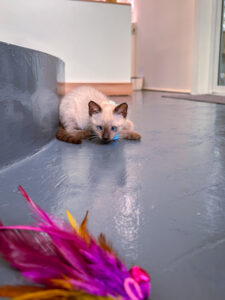 siamese kitten