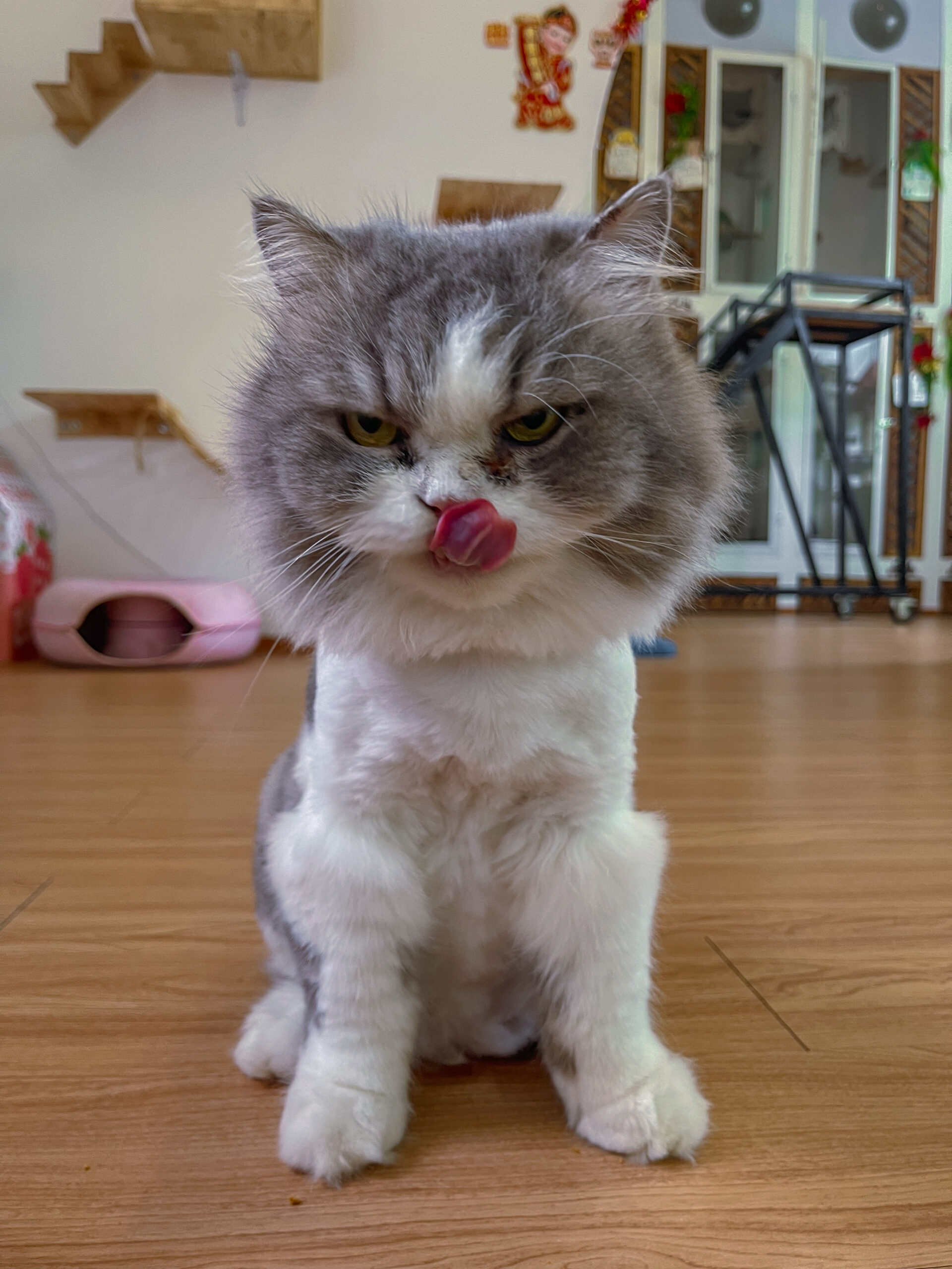 teddy bear cut cat