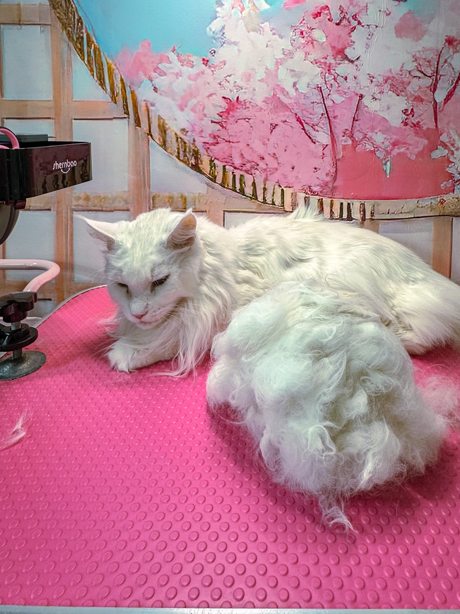 regular cat grooming