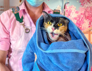cat grooming tips