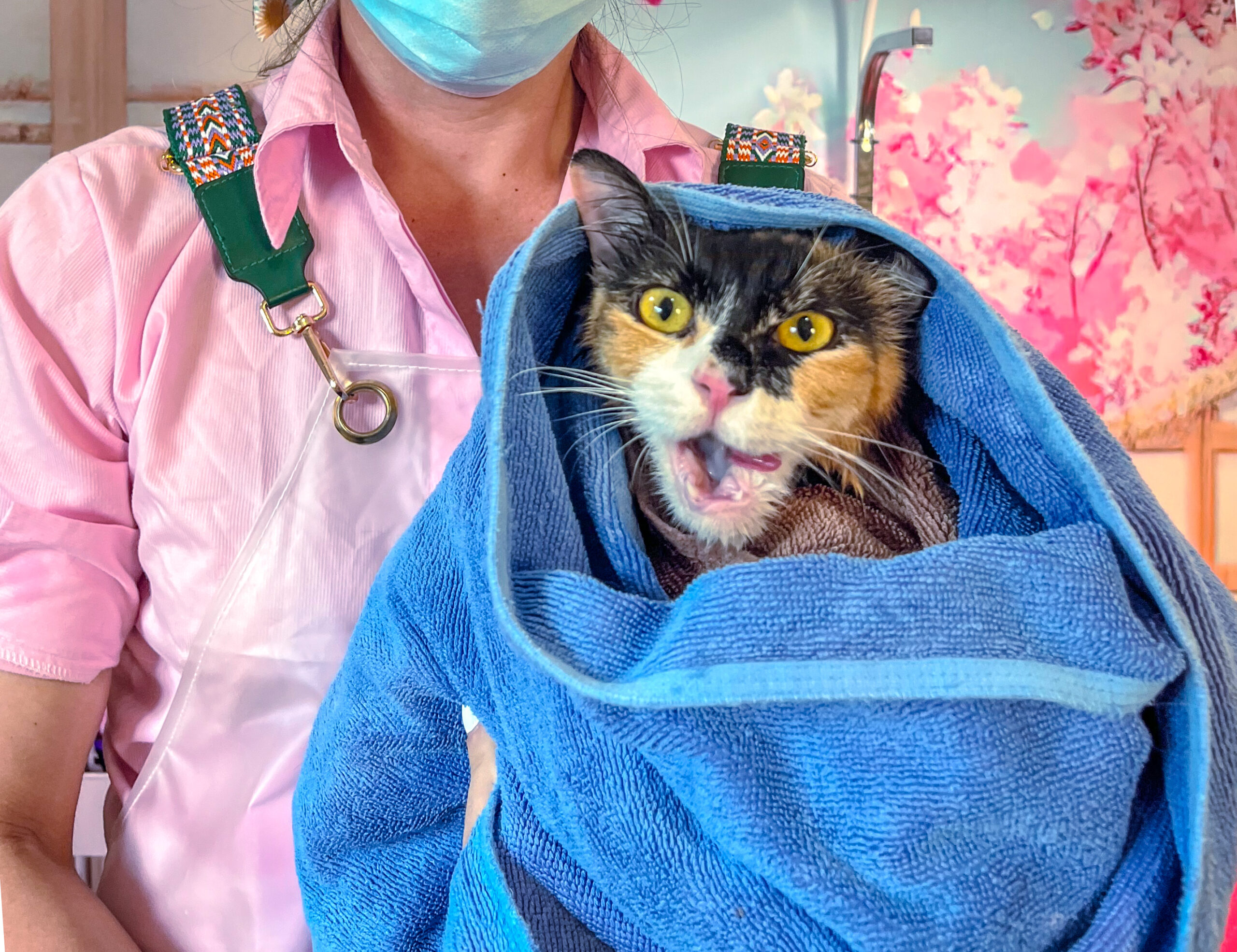cat grooming tips