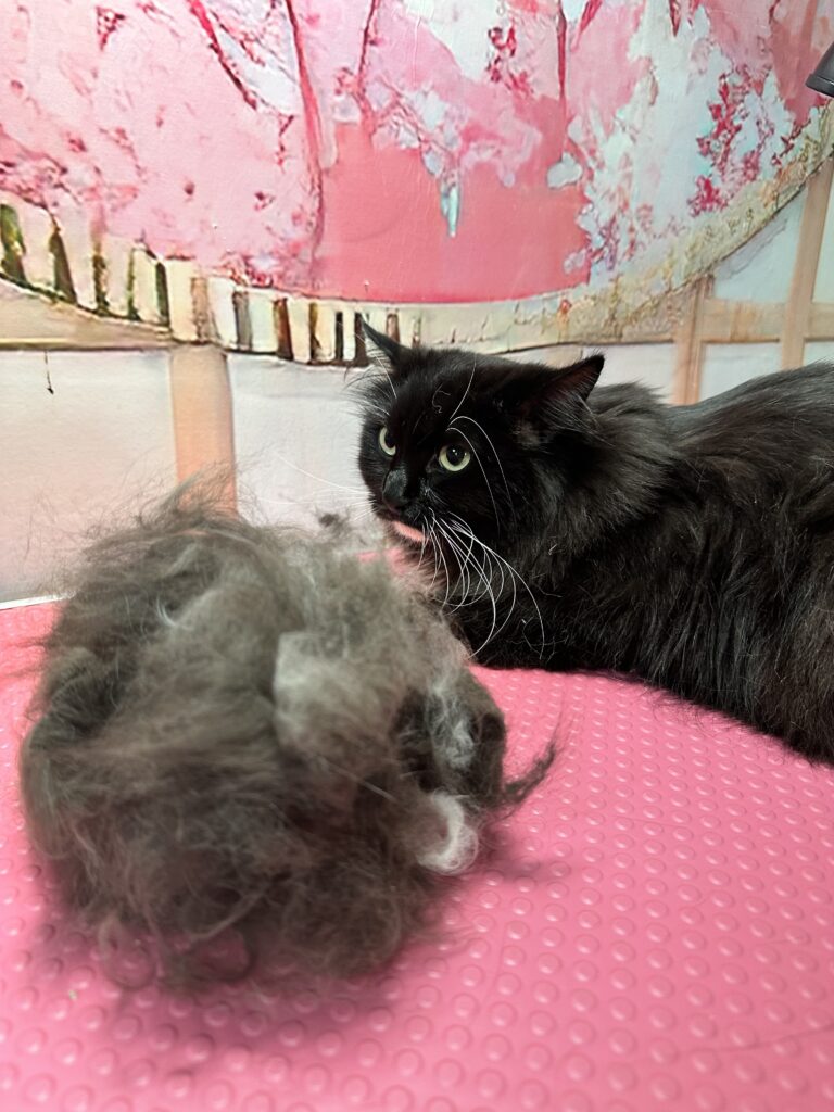 matted fur cat