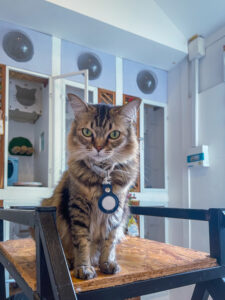 cat hotel checklist