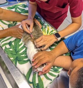 cat vaccination side effects